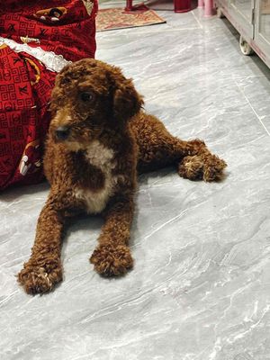 Chó Poodle Nâu đỏ Cả hai