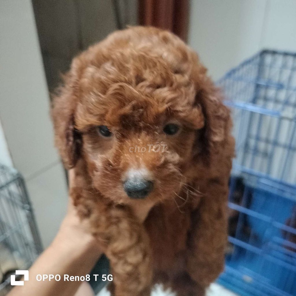 Chó poodle nhà đẻ thuần chủng