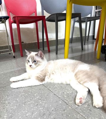 Mèo Ragdoll Trắng xám