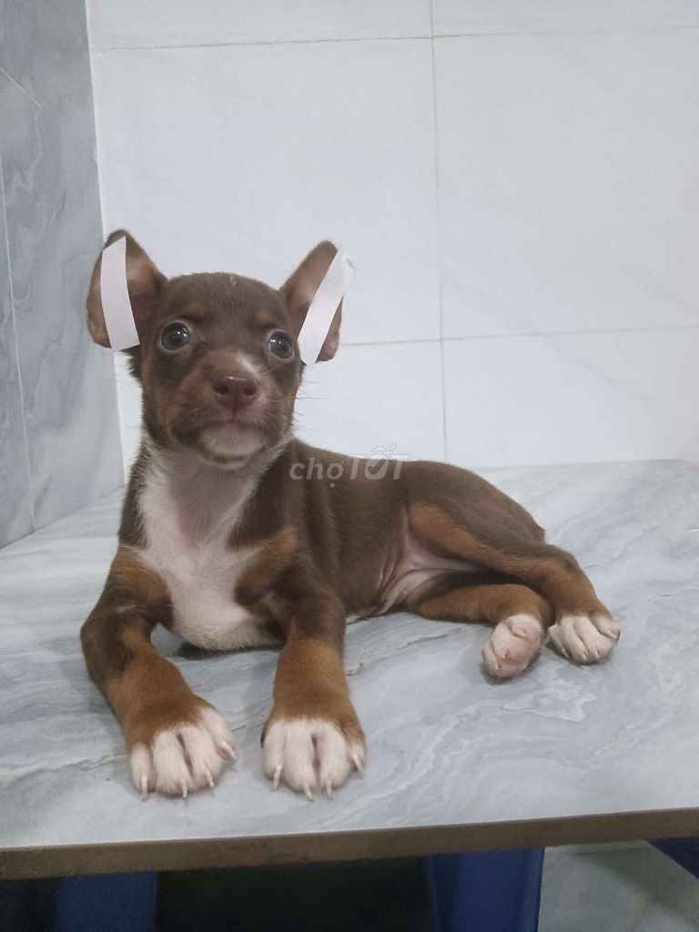 Chó Phốc hươu mini 2 tháng tuổi khôn lanh. Mua bán Chó tại Quận 6 Tp Hồ Chí Minh được đăng bởi Tăng Chí Lương  hình 1