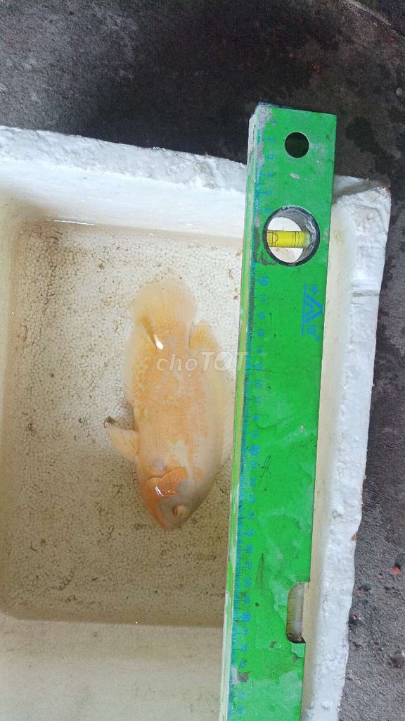 Cá tai tượng Albino Châu Phi size 5 ngón. Mua bán Thú cưng khác tại Huyện Củ Chi Tp Hồ Chí Minh được đăng bởi trọng khang hình 1
