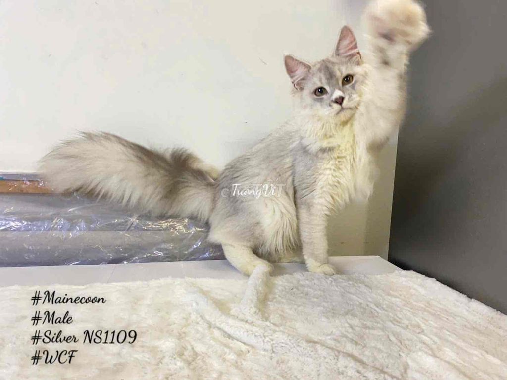Mèo Mainecoon đực biết phối. Mua bán Mèo tại Quận 12 Tp Hồ Chí Minh được đăng bởi PET CƯNG QUẬN 12 hình 1