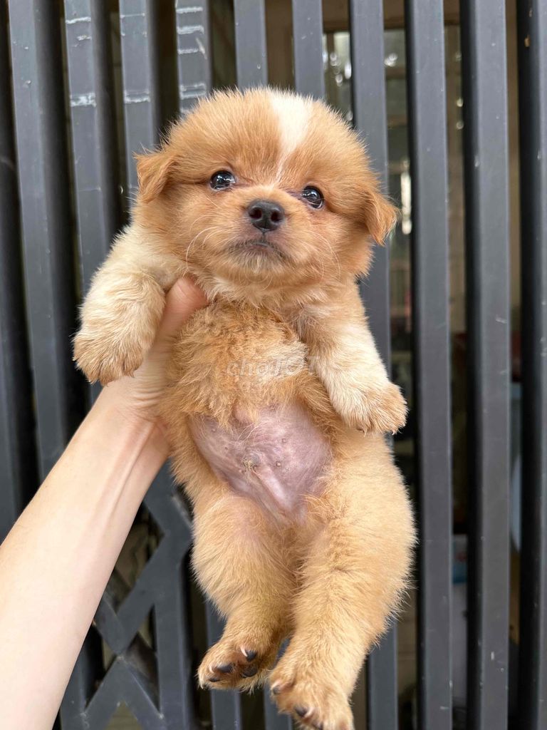 ❤️ cún nhật chân lùn ❤️. Mua bán Chó tại Quận Bình Thạnh Tp Hồ Chí Minh được đăng bởi BÁN THÚ CƯNG KHÔNG ĐĂNG ẢNH LỪA ĐẢO  hình 2