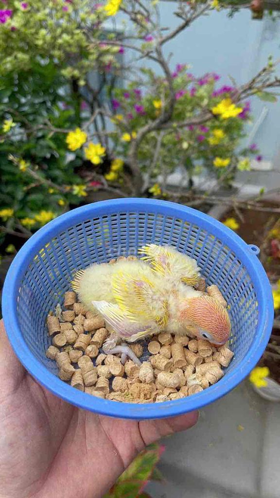 vẹt lovebird màu cực phẩm