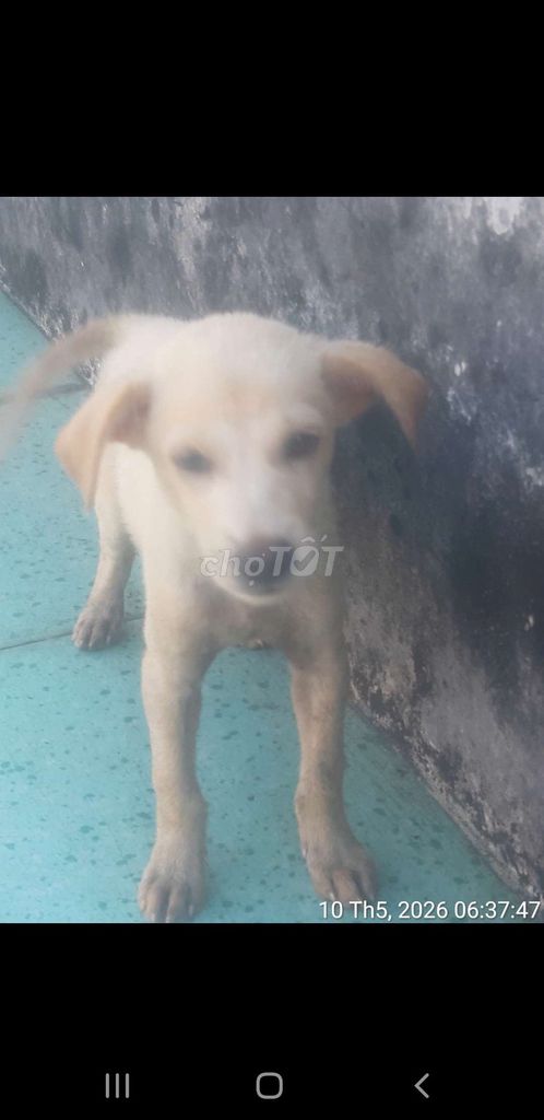 Chó Labrador Vàng nhạt gần 3 tháng. Mua bán Chó tại Huyện Hóc Môn Tp Hồ Chí Minh được đăng bởi Hoangphi Hoangphi hình 1