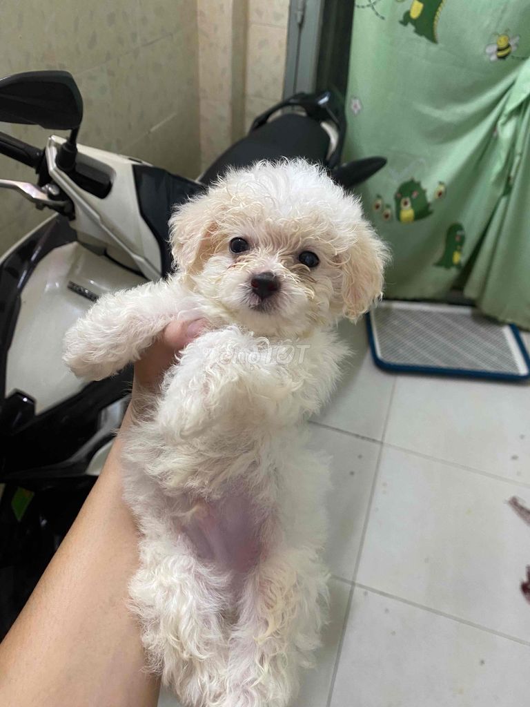 poodle tini trắng thuần chủng