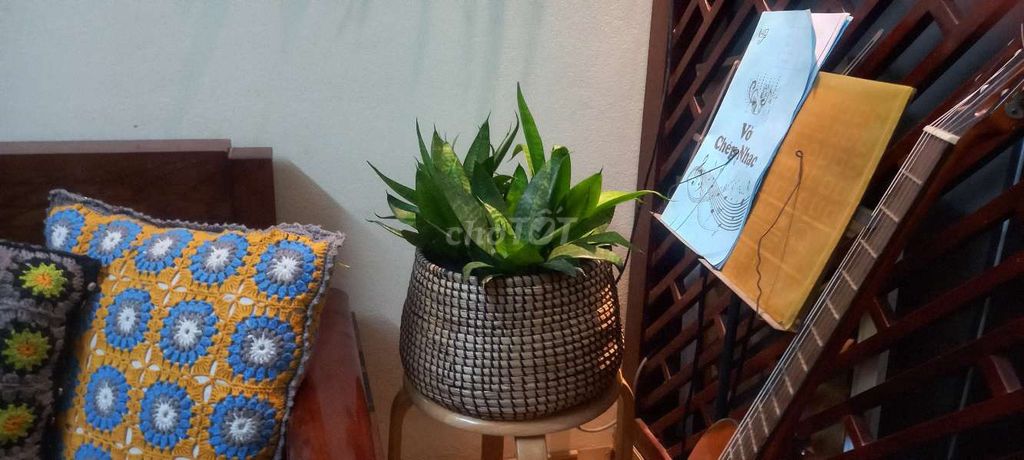 giỏ cây Cây lưỡi hổ trang trí nhà. Mua bán Cây cảnh, đồ trang trí tại Huyện Thanh Trì Hà Nội được đăng bởi đỗ hồng nhung hình 1
