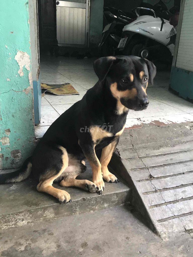 chó lai. Mua bán Chó tại Quận 8 Tp Hồ Chí Minh được đăng bởi bảo nguyễn hình 5