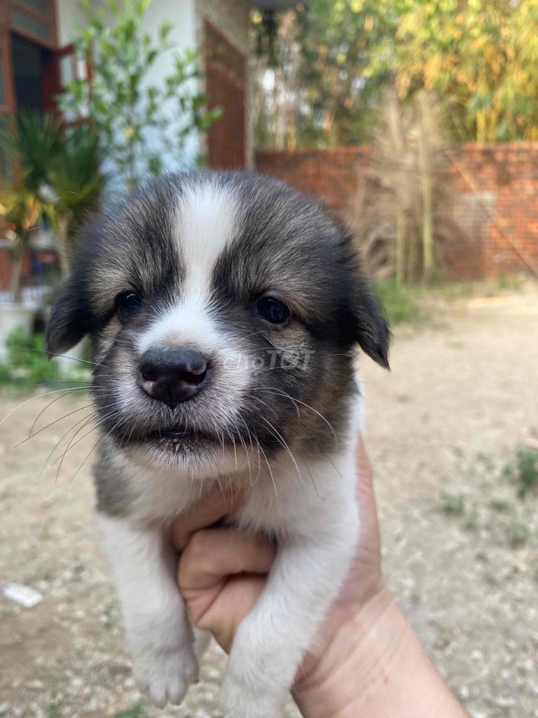 Chó cỏ nhiều màu mới biết ăn. Mua bán Chó tại Huyện Long Thành Đồng Nai được đăng bởi thanh hieu hình 1