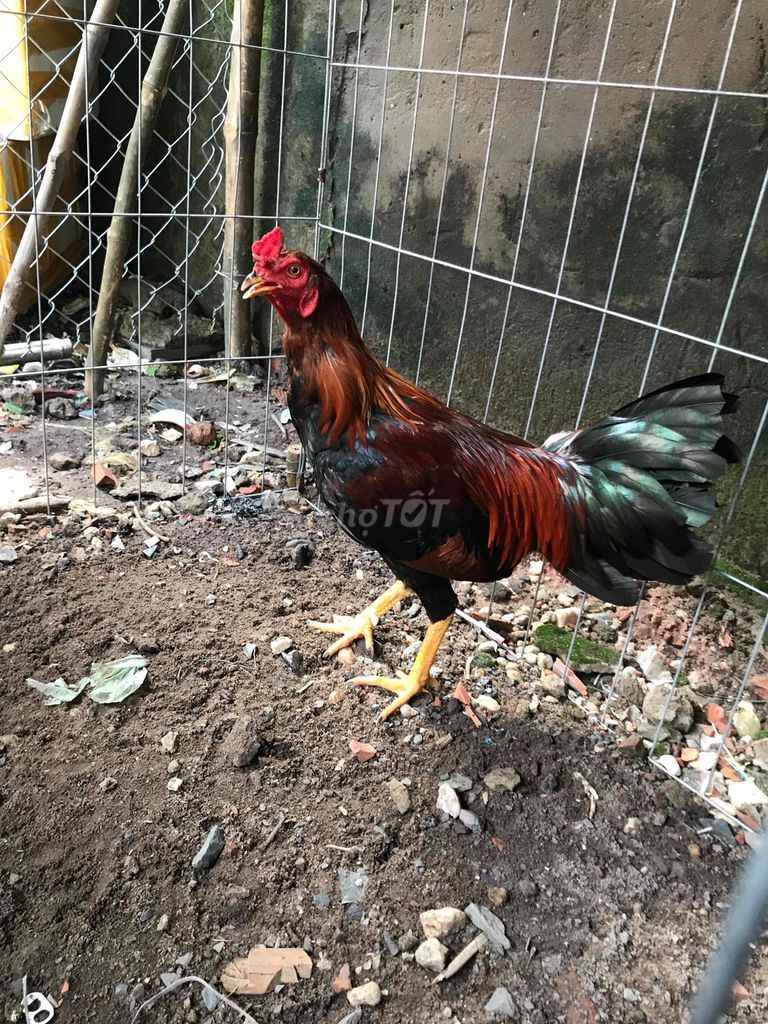 Gà nòi trống 1.85 kg. Mua bán Gà tại Huyện Vĩnh Cửu Đồng Nai được đăng bởi Bảo  hình 1