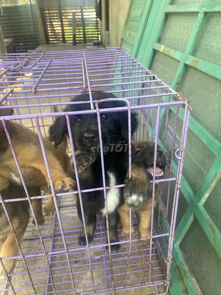 Chó con 3 tháng. Mua bán Chó tại Huyện Trảng Bom Đồng Nai được đăng bởi hoài đức hình 1