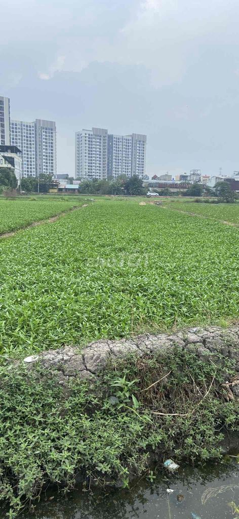 Đất nhà tôi bán 2000m2 giá 8,2 tỷ ngay chung cư