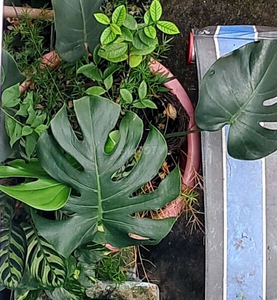 Chậu Monstera. Mua bán Cây cảnh, đồ trang trí tại Quận 4 Tp Hồ Chí Minh được đăng bởi Khánh Ngân hình 1