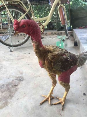 Xám cưa có video. Mua bán Gà tại Huyện Yên Sơn Tuyên Quang được đăng bởi Son Hoang