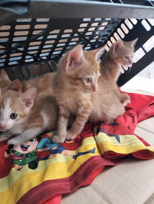 Mèo ta con đa sắc