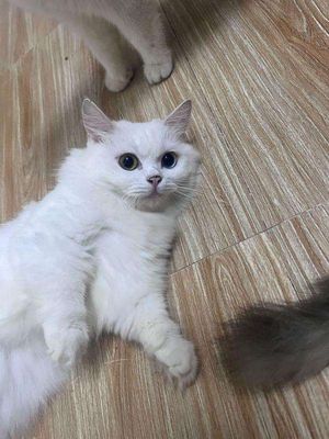 Mèo ALD chân ngắn, 1 tuổi , cái đã triệt sản. Mua bán Mèo tại Quận Bình Thạnh Tp Hồ Chí Minh được đăng bởi Yến Đặng