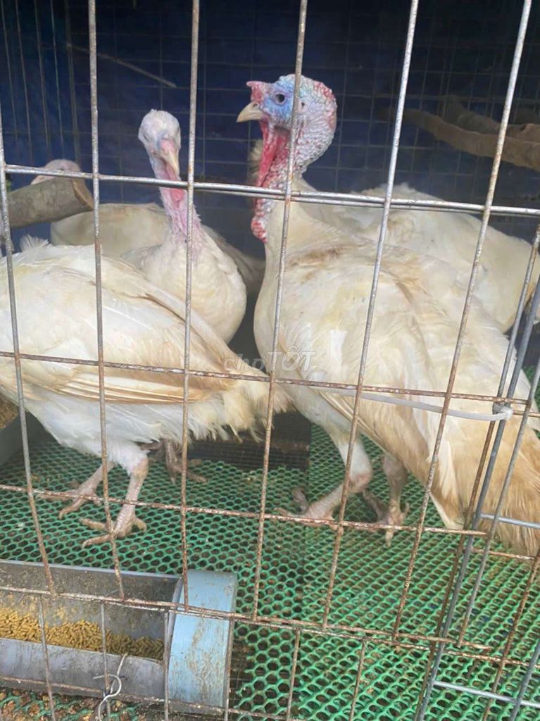 Gà tây Trắng Gà con. Mua bán Gà tại Thị xã Tân Uyên Bình Dương được đăng bởi nguyễn hoàng  hình 1