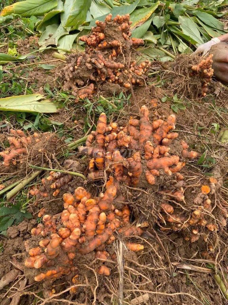 Tinh bột nghệ nhà làm dạng bột. Mua bán Đồ ăn, thực phẩm và các loại khác tại Quận 12 Tp Hồ Chí Minh được đăng bởi HUYỀN hình 1
