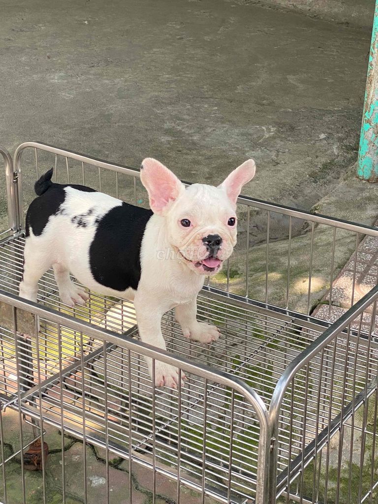 Chó Bull Pháp đen trắng 3 tháng. Mua bán Chó tại Thành phố Biên Hòa Đồng Nai được đăng bởi Vũ Việt pét Shop hình 1