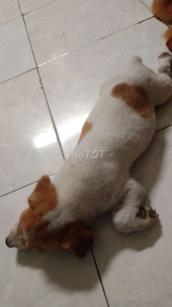 Chó Poodle trắng nâu 2 tháng đã tiêm. Mua bán Chó tại Thành phố Vũng Tàu Bà Rịa - Vũng Tàu được đăng bởi anh kien hình 1