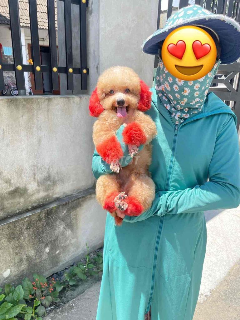 bé poodle cai siêu đáng iu