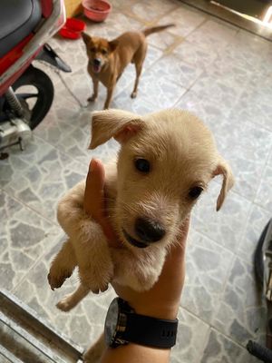 chó cỏ hơn 3th đã ăn uống khoẻ