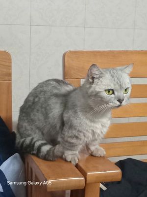 Mèo Munchkin silver