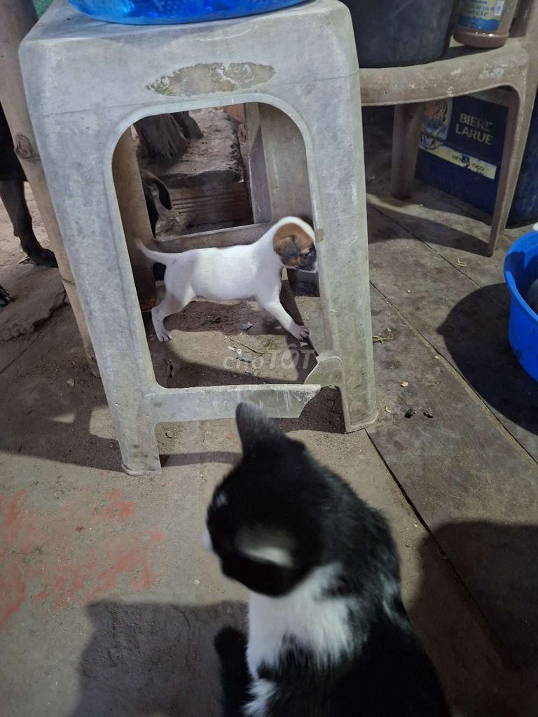 Chó Phốc lai nhỏ trắng nâu. Mua bán Chó tại Huyện Củ Chi Tp Hồ Chí Minh được đăng bởi Gà Lấu hình 1