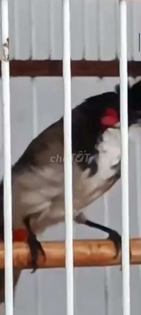 Chim chào mào indo trống. Mua bán Chim tại Quận Bình Tân Tp Hồ Chí Minh được đăng bởi Nguyễn Nam hình 3