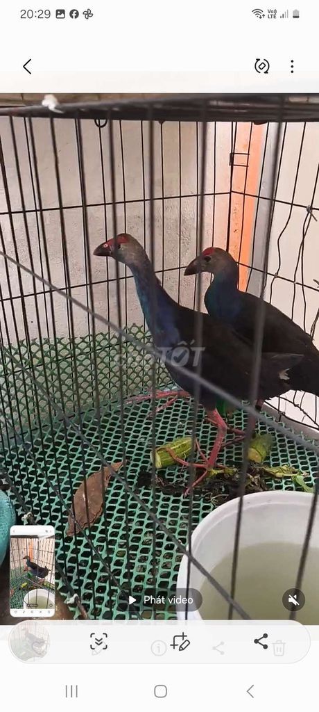 Chim trích cồ Cặp 7 tháng tuổi. Mua bán Chim tại Huyện Cầu Ngang Trà Vinh được đăng bởi Nữ hình 1