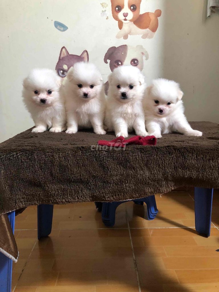 Phốc sóc nhật nhà nuôi. Mua bán Chó tại Quận Bắc Từ Liêm Hà Nội được đăng bởi dung hình 1