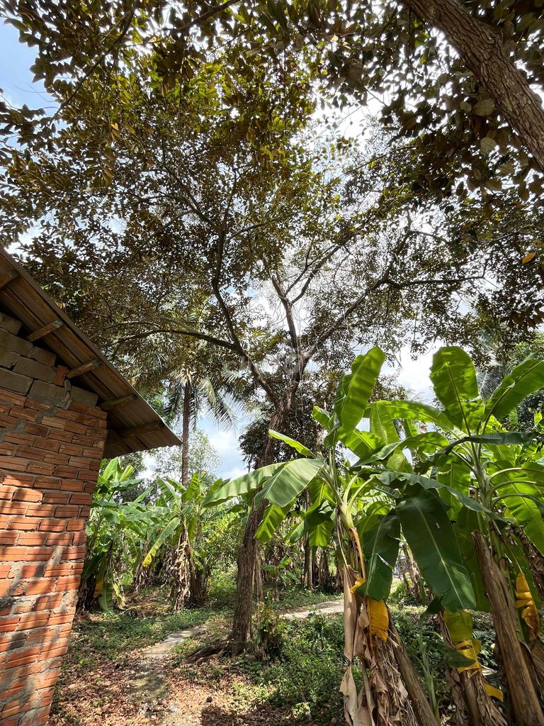 Cây vú sữa 130cm khỏe. Mua bán Cây cảnh, đồ trang trí tại Huyện Châu Thành Long An được đăng bởi Bán tùm lum hình 1