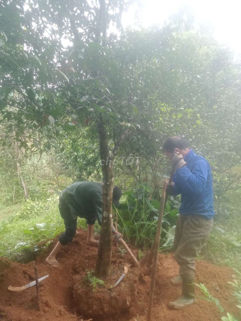 Cây Quýt khủng giá rẻ bao trồng bao sóng