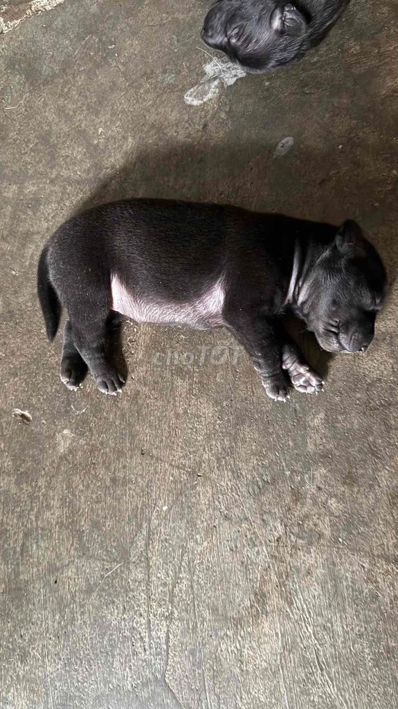 Chó con cái màu đen. Mua bán Chó tại Huyện Bến Lức Long An được đăng bởi Duy Huỳnh hình 1