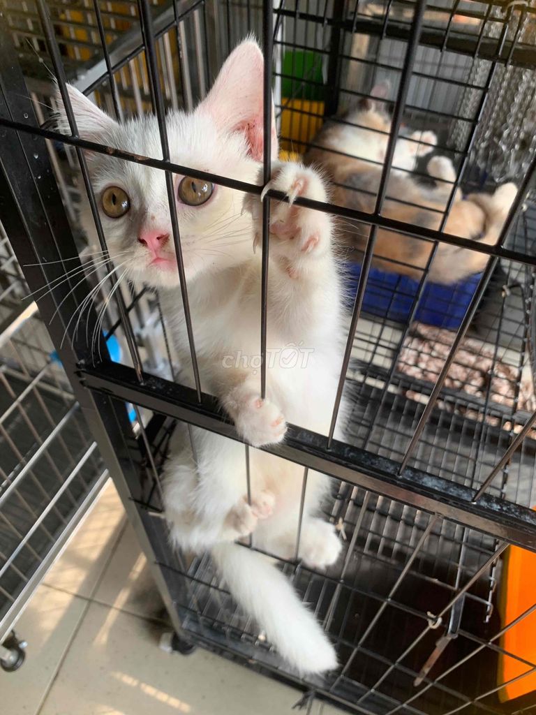 Mèo Anh ❤️thuần chủng💙đủ màu💛bán nữa giá. Mua bán Mèo tại Quận 8 Tp Hồ Chí Minh được đăng bởi Cửa Hàng Thanh Lý Đồ Cũ Mới hình 2