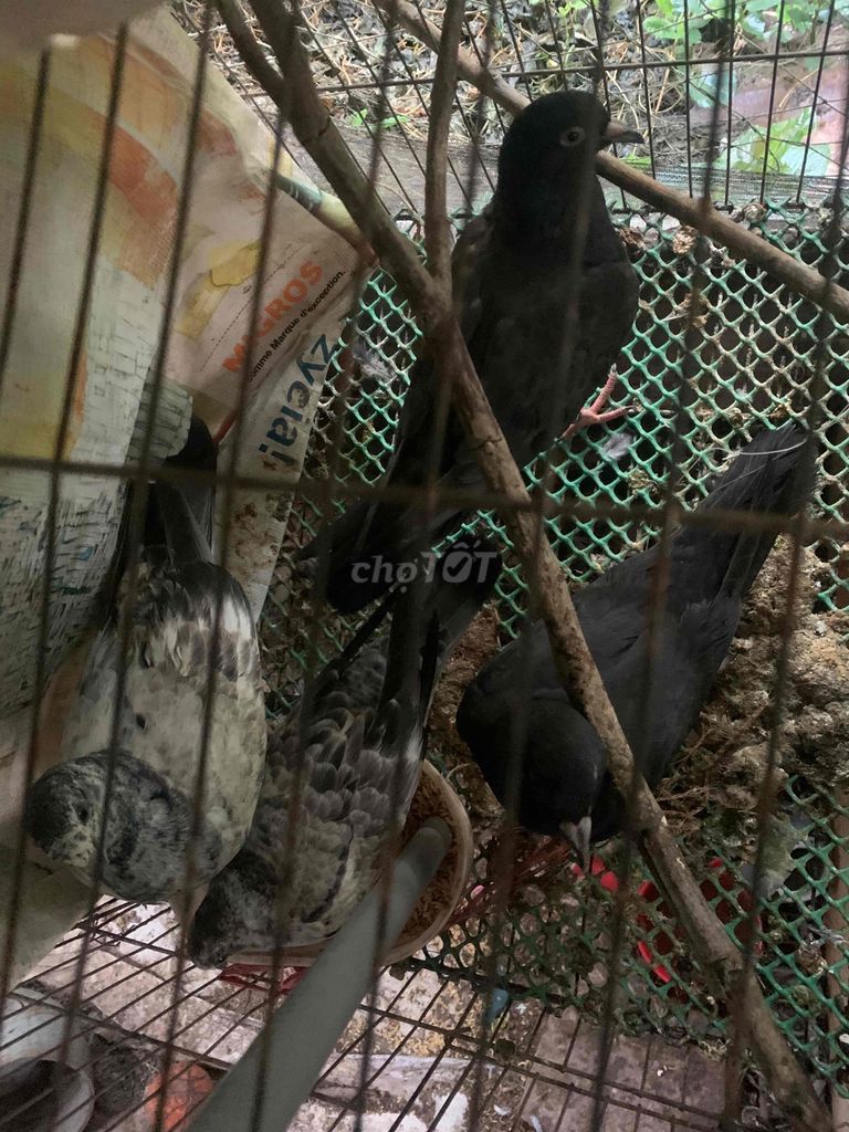 Chim bồ câu Đen Xám Khỏe mạnh. Mua bán Chim tại Quận Bình Thuỷ Cần Thơ được đăng bởi Hien hình 1