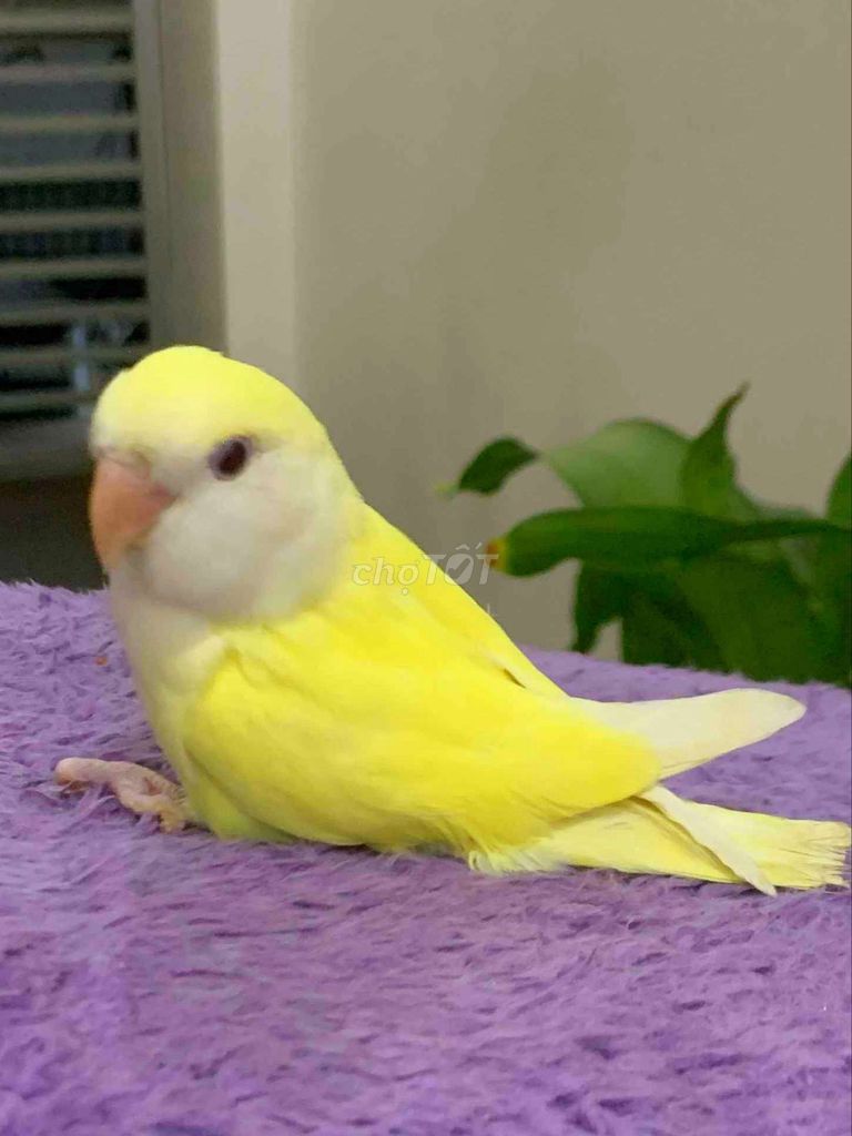 Vẹt thuần ngoan Lovebird Vàng. Mua bán Chim tại Quận Gò Vấp Tp Hồ Chí Minh được đăng bởi Chim Vẹt Cảnh TPHCM hình 1