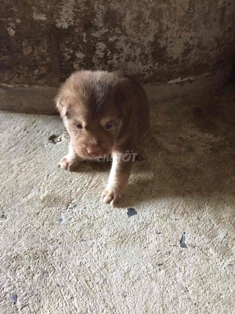 mình có bầy Pit Bull lai betge