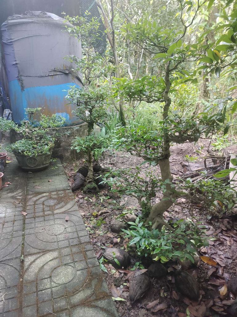 Cây cảnh Mai chấn thủy Khỏe mạnh. Mua bán Cây cảnh, đồ trang trí tại Huyện Mỏ Cày Nam Bến Tre được đăng bởi Dov hình 1