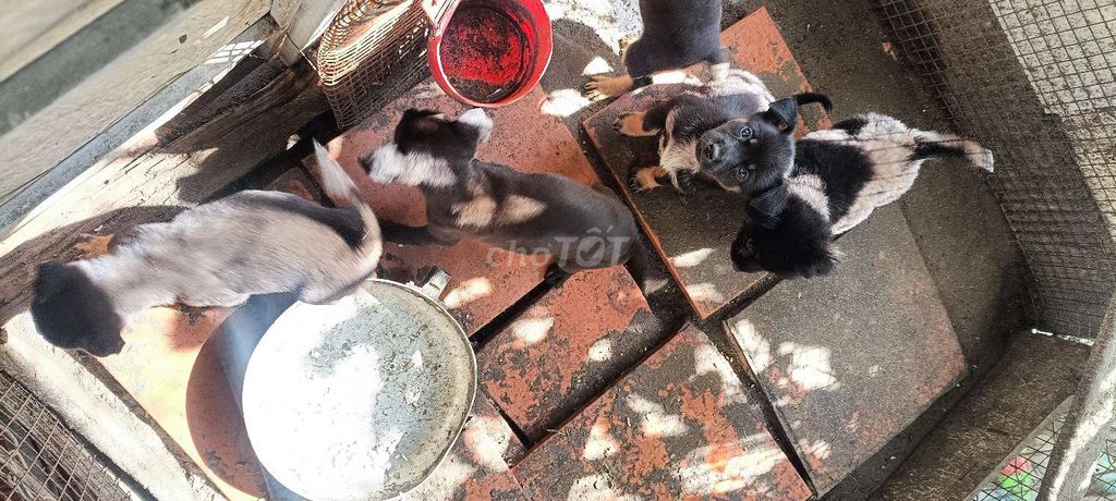 Chó cỏ 1 tháng tuổi. Mua bán Chó tại Quận Ô Môn Cần Thơ được đăng bởi dũng becgie hình 6