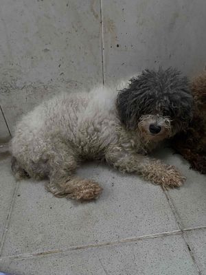 Poodle Cái Xám hơn 1 tuổi thanh lý gấp dọn nhà