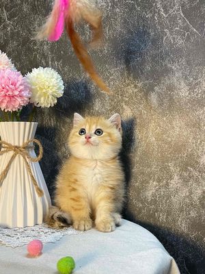 mèo golden tappy thuần chủng siêu cute
