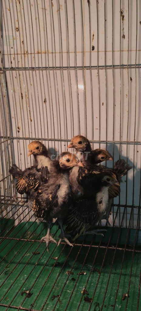Vảy cá đồng 1th. Mua bán Gà tại Quận 12 Tp Hồ Chí Minh được đăng bởi Gà Kiểng Sài Gòn  hình 1
