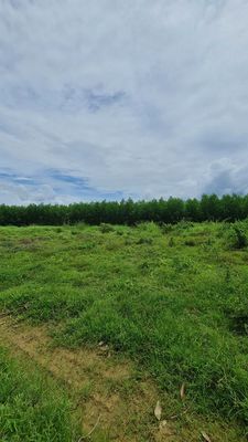 Bán 5.600m2 đất trồng cây tại Diên Xuân - 1,5 tỷ