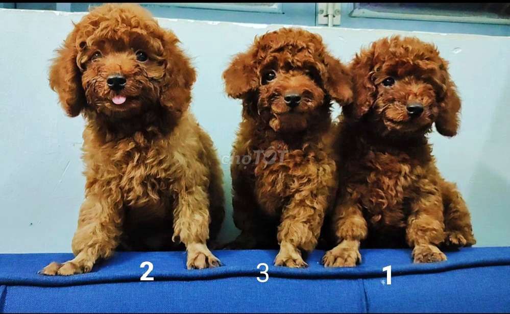 Gả 3 bé Poodle thuần chủng Đực