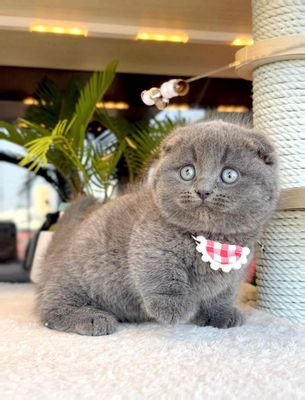 các bé mèo tìm nhà mới ạ