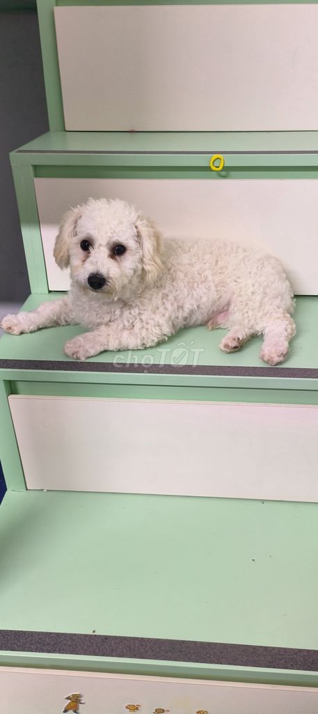 Chó Poodle trắng đã tiêm phòng. Mua bán Chó tại Quận Thanh Xuân Hà Nội được đăng bởi Tuấn hình 1