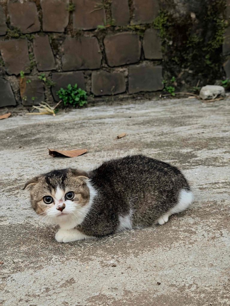 Mèo Anh chân ngắn đực. Mua bán Mèo tại Huyện Di Linh Lâm Đồng được đăng bởi Trần Thái Anh hình 1