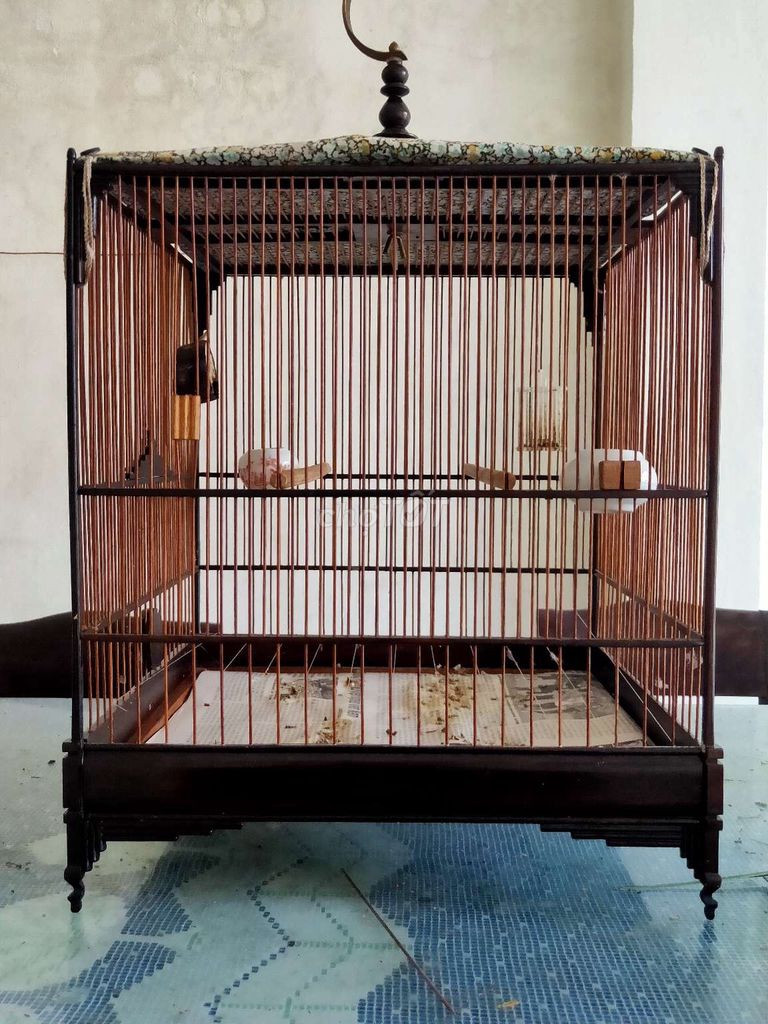 Giao lưu . Mua bán Chim tại Quận Sơn Trà Đà Nẵng được đăng bởi Đoàn Văn Tâm hình 1