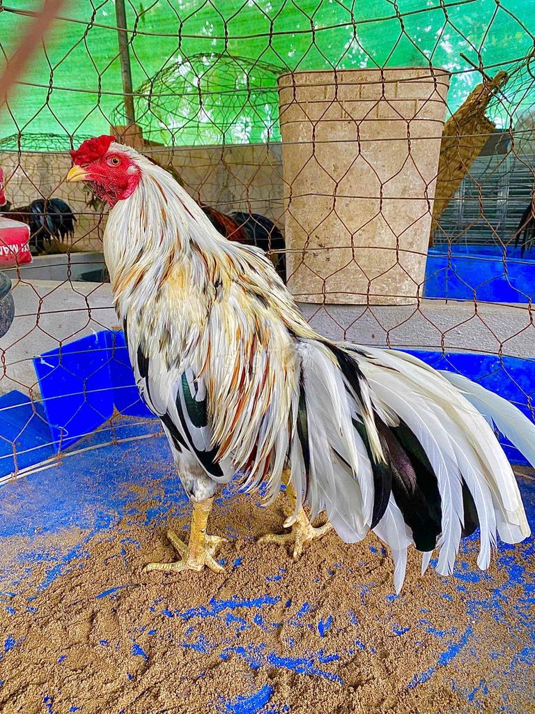 🍀Bướm 3k2 cán đồ chơi cựa. Mua bán Gà tại Thành phố Ngã Bảy Hậu Giang được đăng bởi TRẠI GÀ TẤN PHÁT 68 hình 1
